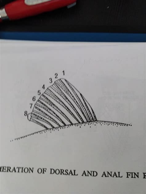 Diagram Of Enumeration Of Dorsal And Anal Fin Rays Quizlet