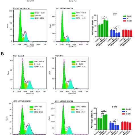 The Effect Of Rack On Glioma Cell Cycle A B Down Regulation Of