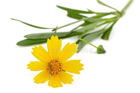 Flores Amarillas De Coreopsis Coreopsis Lanceolata Aisladas Sobre Fondo