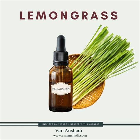 Lemongrass Oil Lemon Grass Oil Latest Price Manufacturers And Suppliers