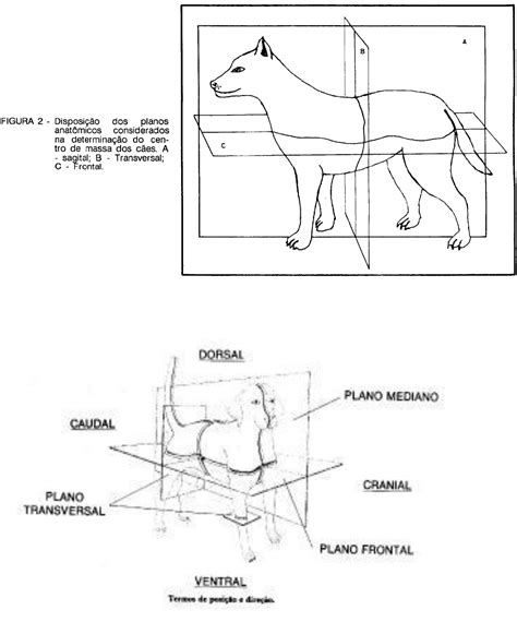 IMAGENS SOBRE TERMOS INDICATIVOS ANATOMIA Anatomia Veterinária I