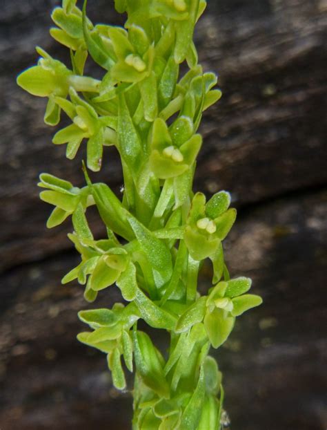 Piperia Michaelii Calflora