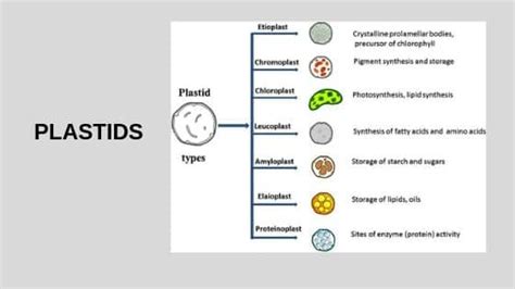 Plastids - Types, Structure & Functions of Plastids