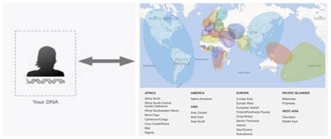 The human race(s)? Perspectives from genetics – The G-cat