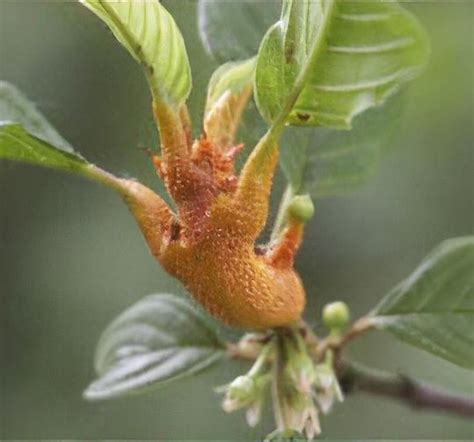 Anemone Plum Rust