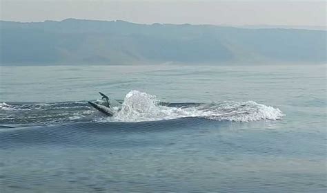 Une Baleine Bosse Impressionne Par Son Saut Hors De L Eau Dans L