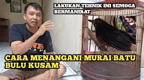 Cara Menangani Murai Batu Bulu Kusam Perawatan Murai Batu YouTube