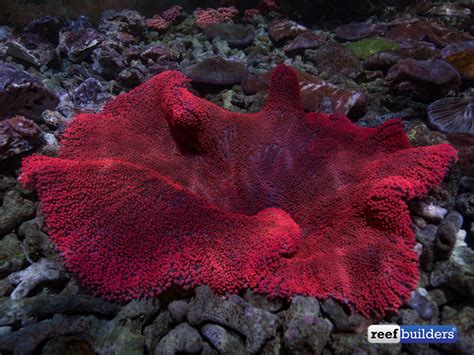 This red carpet anemone in Bali is looking incredible! | Reef Builders ...