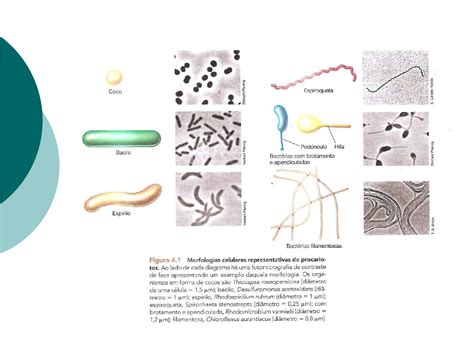 Microbiologia Para Engenharia Ambiental POLI USP Aula 1b Estruta E