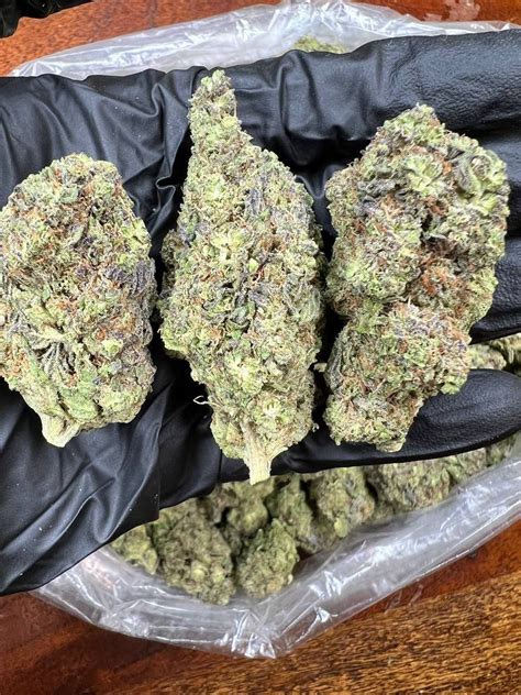 Gush Mints Strain Big Buds Strains