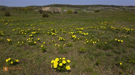 Trockenrasen mit Adonisröschen Bild bestellen Naturbilder bei