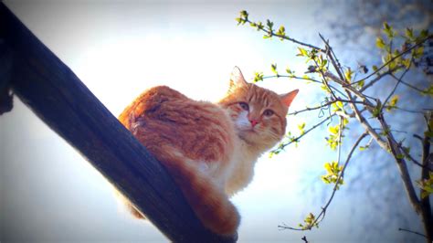 壁纸 阳光 蓝色 早上 晶须 颜色 秋季 叶 花 小猫 动物群 1920x1080像素 脊椎动物 猫像哺乳动物