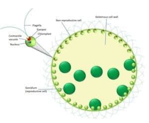 What are Volvox? – Microscope Clarity