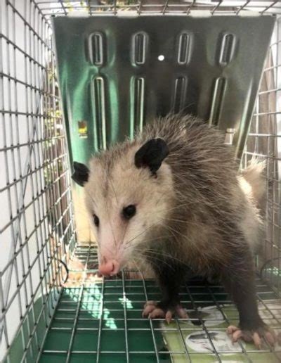 Opossum Removal Mighty Men Pest Control