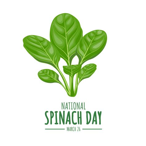 Vector Illustration Fresh Spinach Leaves Isolated On White Background