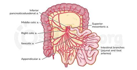 Anatomy Of The Abdominal Viscera Blood Supply Of The Foregut Midgut