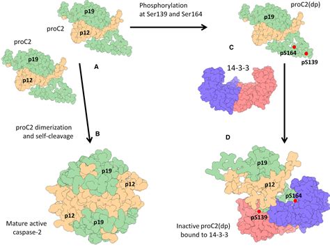 1433 Protein Binding Blocks The Dimerization Interface Of Caspase2