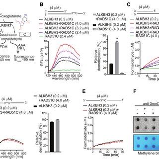 RAD51C Recruits ALKBH3 To 3 Tailed DNA Substrate A Fluorescence