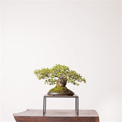 Coast Live Oak Bonsai Guide | Bonsai Mirai