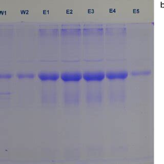 A SDS PAGE Gel Image Showing Trx GSAP I4 Protein Expression And