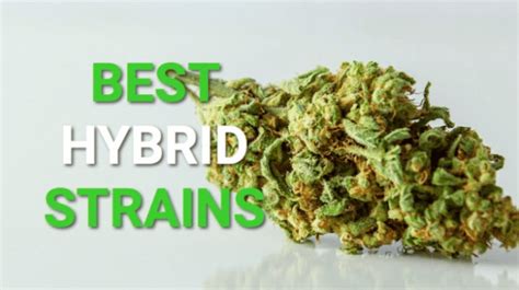 The Top 10 Hybrid Strains In Missouri You Should Try From The Earth