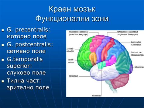 PPT - ЦЕНТРАЛНА НЕРВНА СИСТЕМА PowerPoint Presentation - ID:5196755