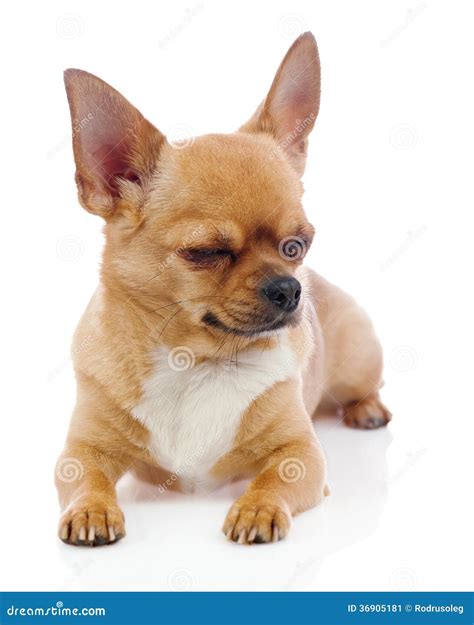 Perro Rojo De La Chihuahua Con Los Ojos Cerrados Aislados En El Fondo