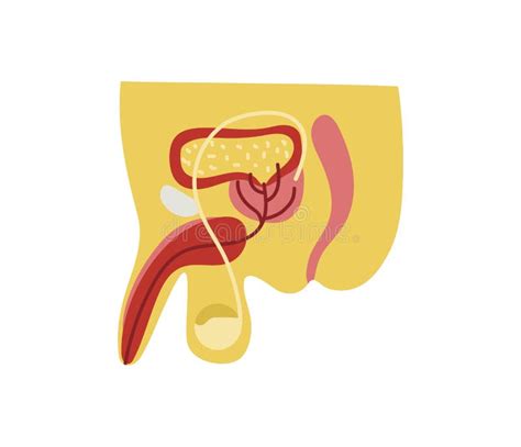 Anatomia Del Corpo Del Ragazzo Con L Apparato Digerente Illustrazione