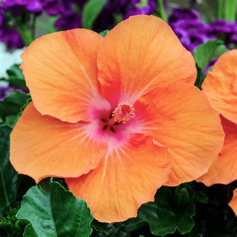 Tropical Hibiscus Tradewinds® 'Orange Sunset Wind' | White Flower Farm