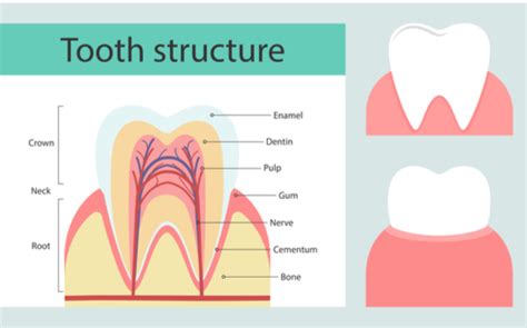 Repair Tooth Enamel | Penn Dental Family Practice