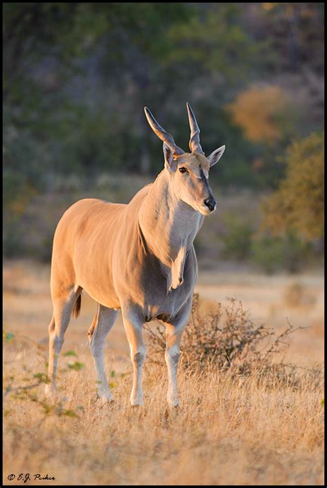 Botswana Wildlife Page