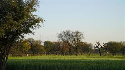 Image Shot Of Green Rye On The Field At Harvest Secale Cereale Rye