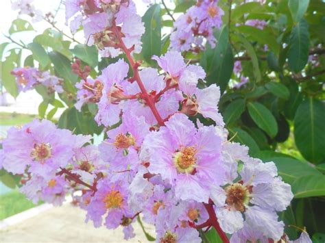 Lagerstroemia speciosa : Bungur Flower / Bunga Bungur) - Sukecang