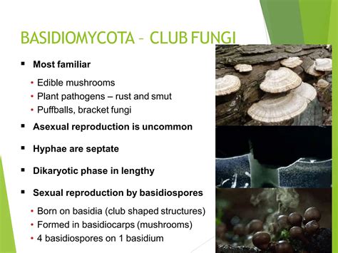 08_Kingdom_Fungi617[1].pptx