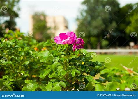 Florecen Los Arbustos Florales Bajo El Sol Abrasador Del Verano Foto