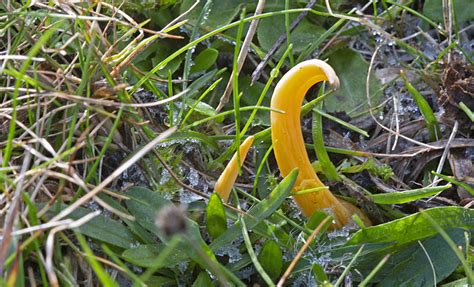 Wenature Database Paddenstoelen Overige Gele Knotszwam