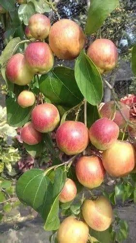 Star Plant Live Sweet Jujube Fruit Ball Sundari Apple Ber Plant Polybag