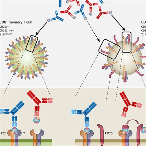 Book Interleukin Receptor Alpha Chain Test Price In Delhi Ganesh