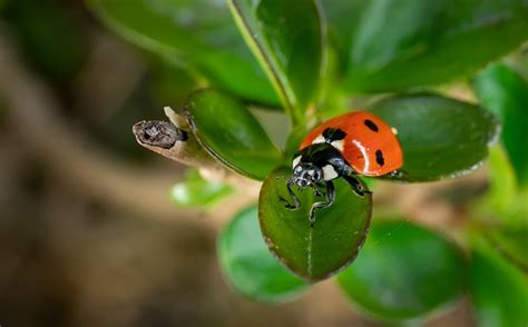 Macro Ladybug Bugs Free Photo On Pixabay Pixabay