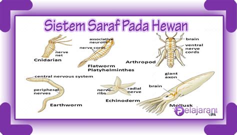 Detail Contoh Hewan Vertebrata Dan Avertebrata Koleksi Nomer 56