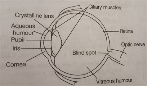 Class 10 Science Ch 11 Human Eye And The Colourful World