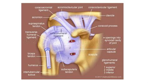 Shoulder Dislocation Types And Management Methods Of Reduction Ppt