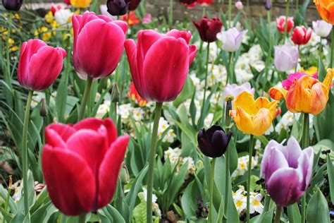 mitcheci photos: London: Tulips of Holland Park