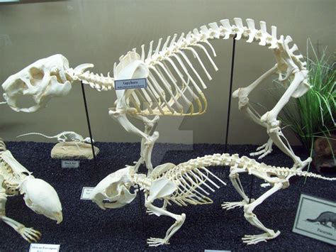 Gort Becoming Old Phase 7 Remade Capybara Skeleton Image Rcapybara