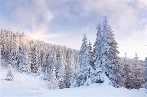 Tapeta Na Pulpit Zima Przyroda Las Śnieg Drzewa