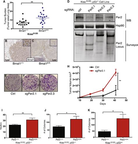 Circadian Rhythm Disruption Promotes Lung Tumorigenesis Cell Metabolism