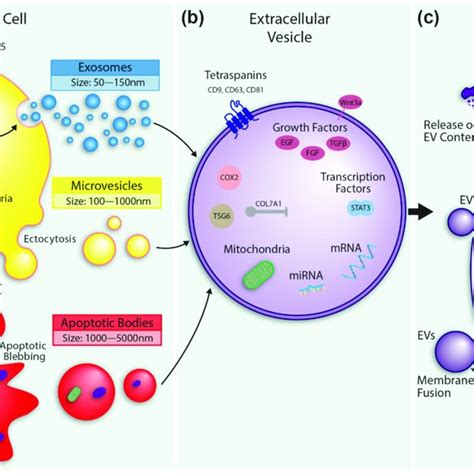 Mesenchymal Stem Cell Msc Extracellular Vesicle Ev Formation And