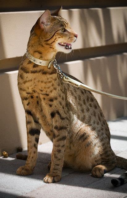 Ras Kucing Termahal Di Dunia Saat Ini Galuhnews