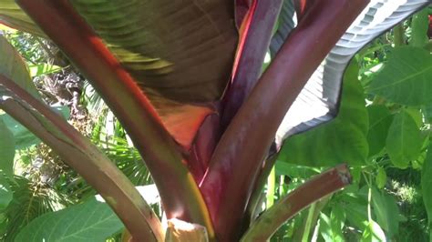 How To Grow Bananas The Red Abyssinian Banana Ensete Maurelii