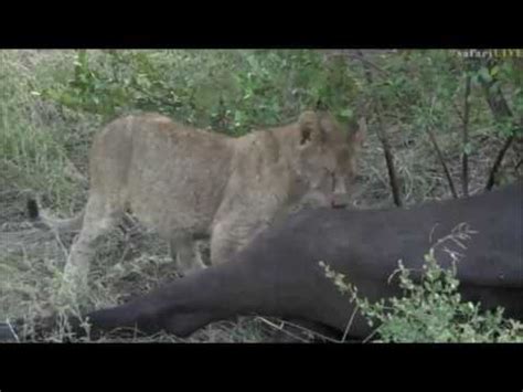 Safari Live The Nkuhuma Pride Still On Their Buffalo Kill This